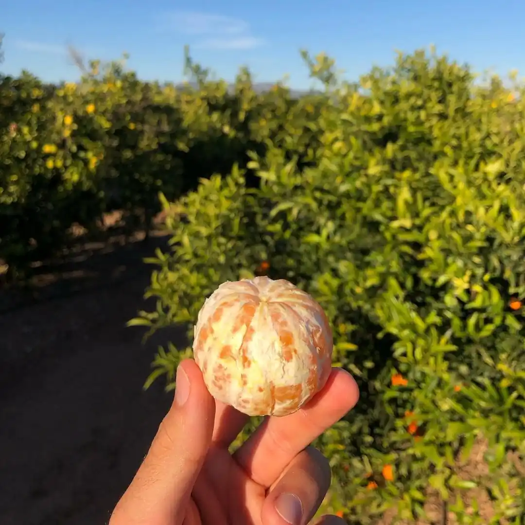 Naranjas De Valencia